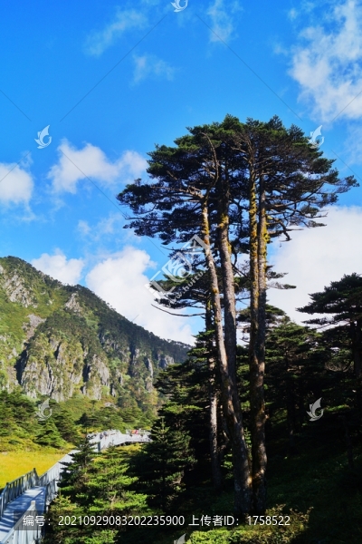 大理蒼山森林