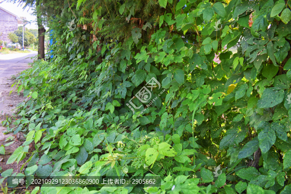 藤蔓植物