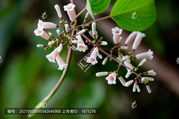 雞屎藤