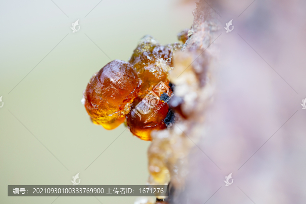 桃樹膠