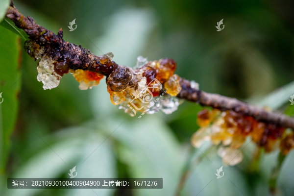桃樹膠