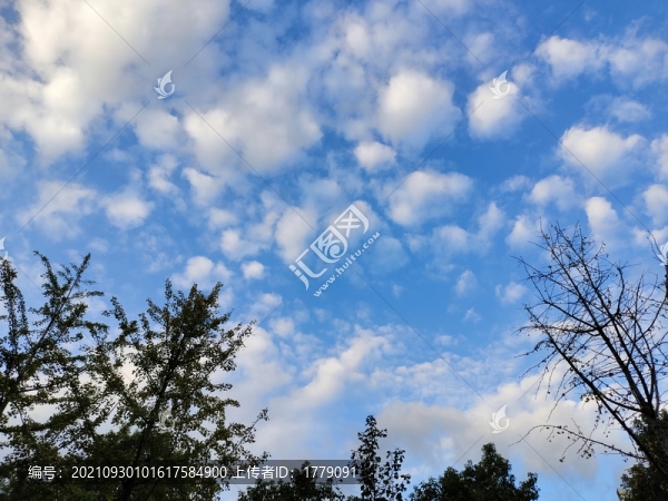 天空與樹枝