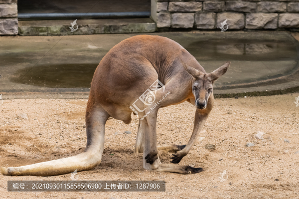 紅袋鼠