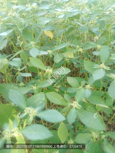 飛揚(yáng)草