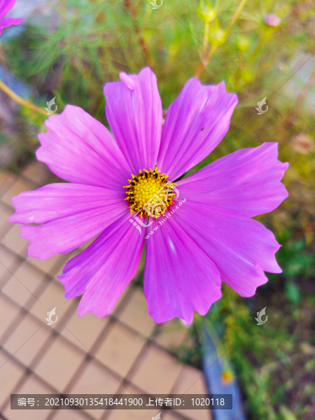 秋英