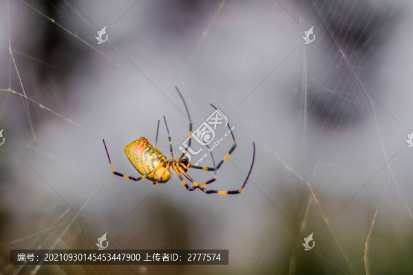 蜘蛛