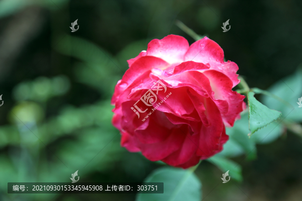 月季花