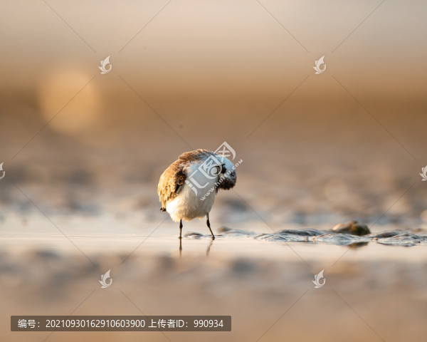 鳥類