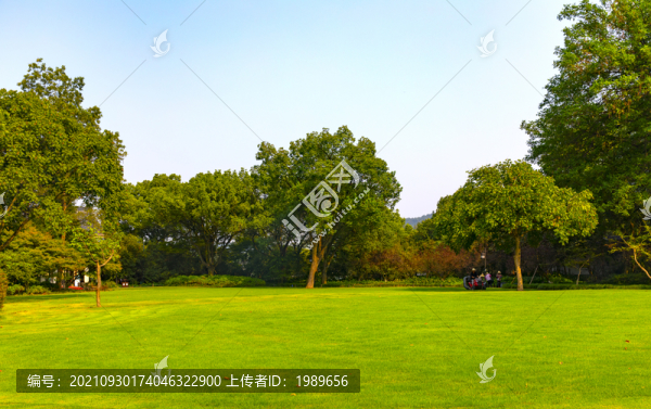 陽光草坪