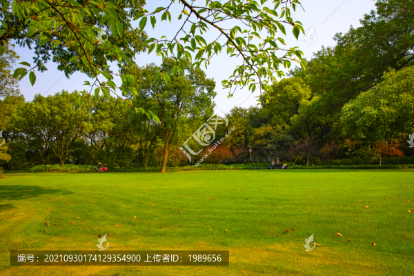 陽光草坪