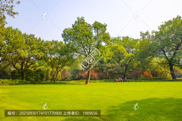 陽(yáng)光草坪