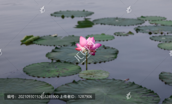 一枝獨秀