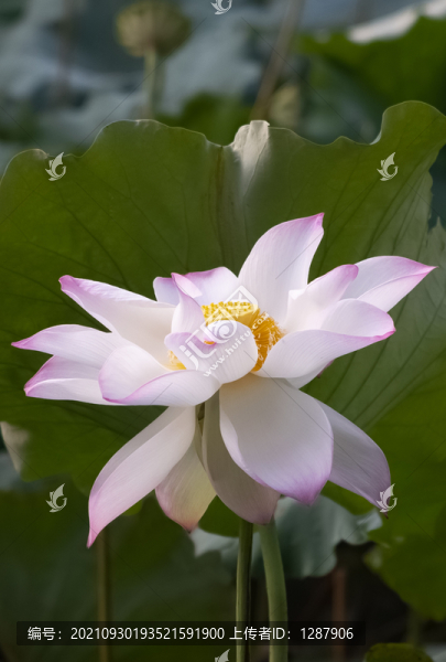 荷花