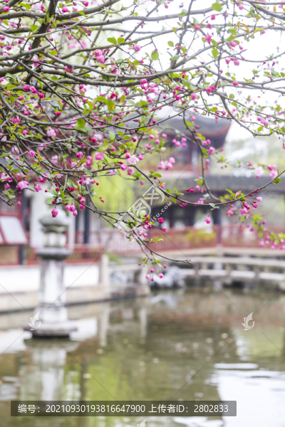 蘇州園林同里古鎮(zhèn)煙花三月
