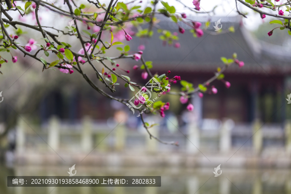 蘇州園林同里古鎮(zhèn)煙花三月