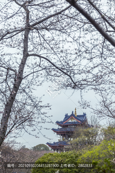江蘇無錫黿頭渚櫻花風光