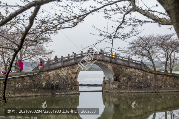 江蘇無錫黿頭渚櫻花風光