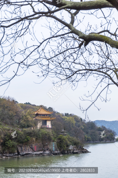 江蘇無(wú)錫太湖黿頭渚櫻花風(fēng)光