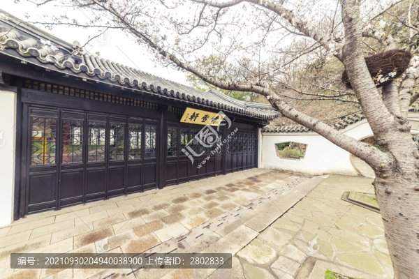 江蘇無(wú)錫太湖黿頭渚櫻花風(fēng)光