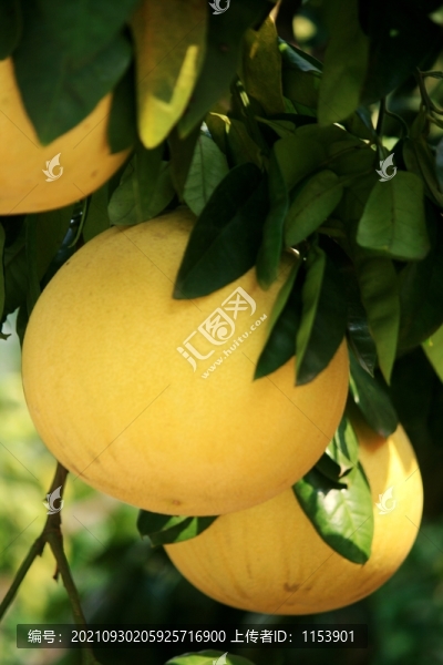 柚子