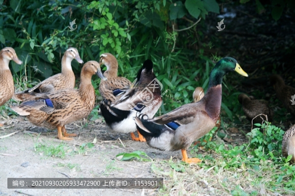 土鴨