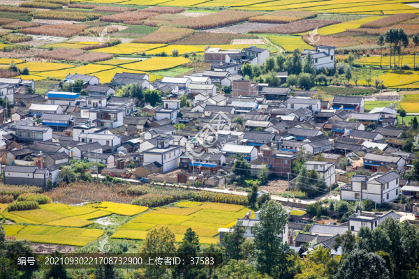 鄉(xiāng)村稻田