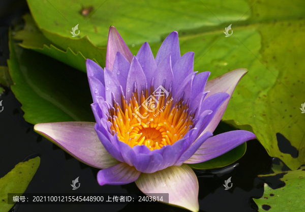 彩色鮮花水中花