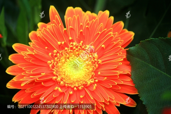 非洲菊