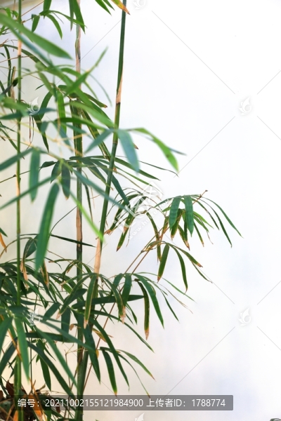 竹子