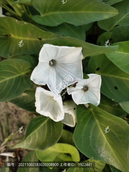 開花的空心菜
