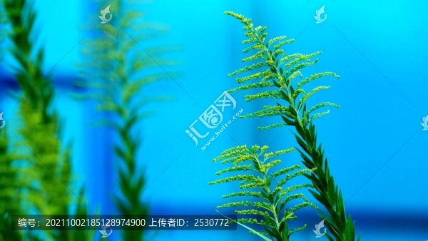 加拿大一枝黃花
