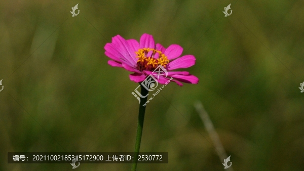 百日菊