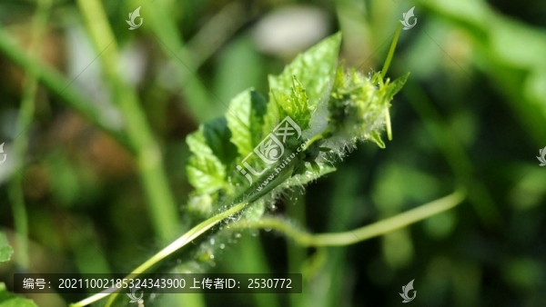 西瓜藤