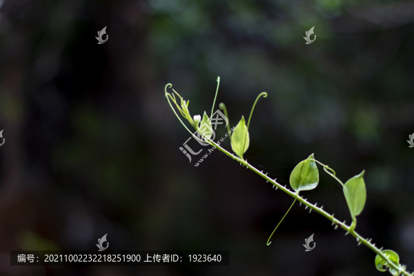 蕊