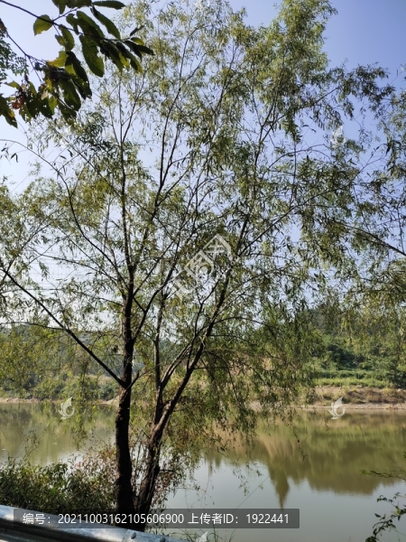 柳樹(shù)