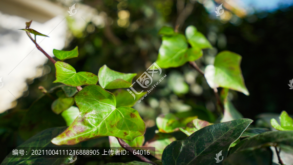 爬山虎
