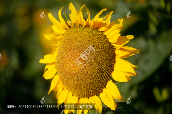 葵花