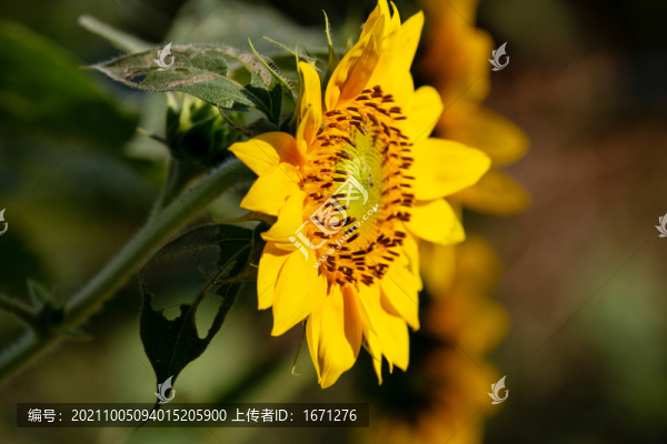 葵花