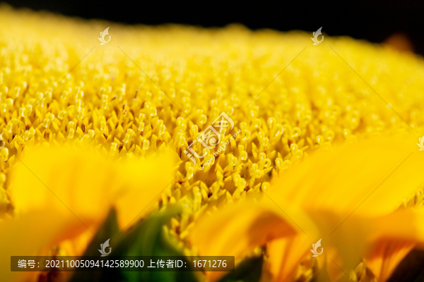葵花
