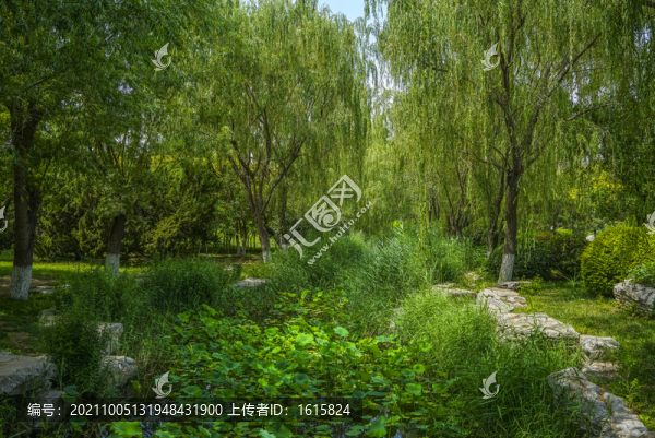 樹林小河景觀