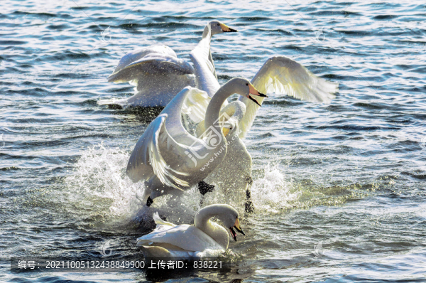 白天鵝