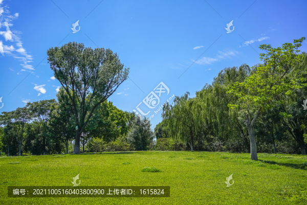 樹林草地高清大圖