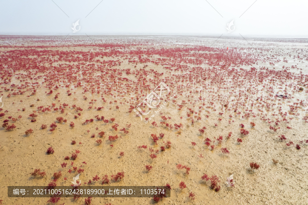 東營(yíng)墾利紅灘濕地濱海公園