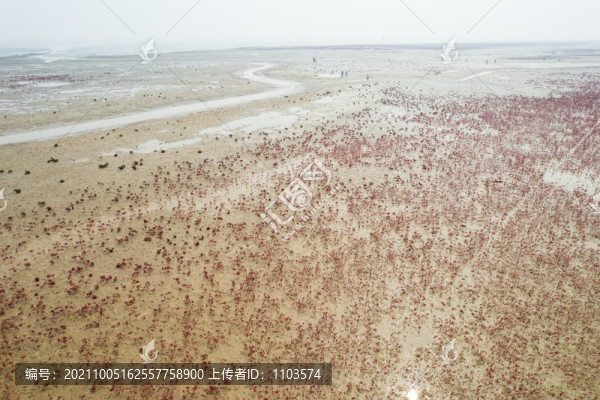 東營墾利紅灘濕地濱海公園