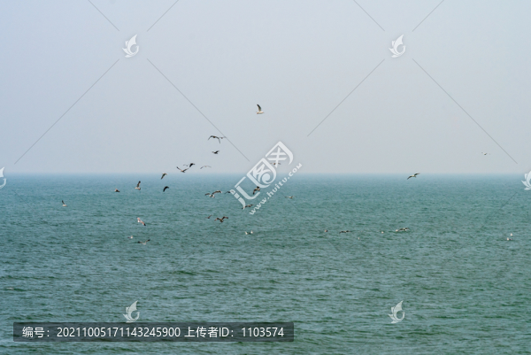 東營孤島濕地拍鳥