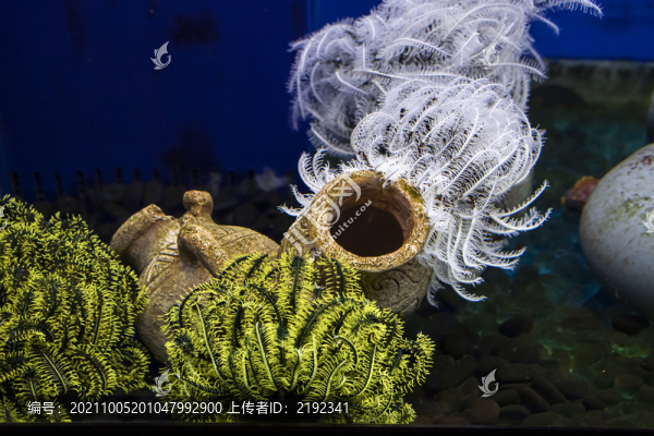 海洋生物紅葡萄藻