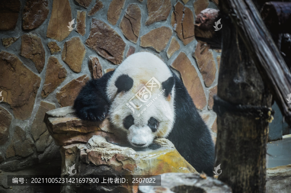 玩耍中的大熊貓