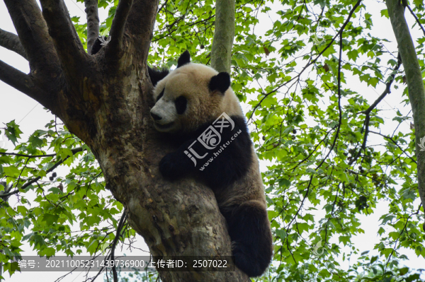 玩耍中的大熊貓