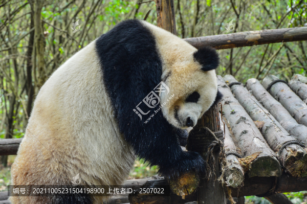 玩耍中的大熊貓