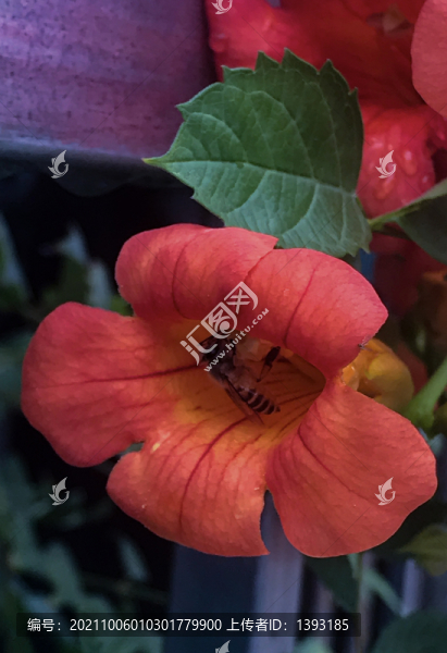 盛開的凌霄花